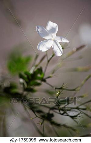Jazmin flower View Large Photo Image Stock Photograph - Jazmin flower. Fotosearch