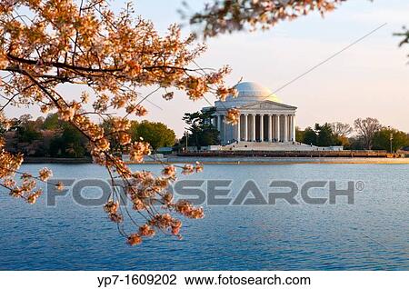 Jefferson Memorial In Washington DC with cherry blossom tree View Large Photo Image Stock Image - Jefferson Memorial In Washington DC with cherry blossom tree. Fotosearch