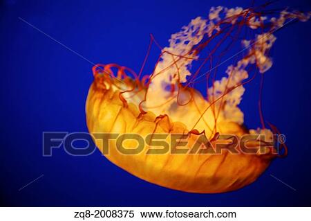 Stock Photography - Jellies at vancouver aquarium.. Fotosearch