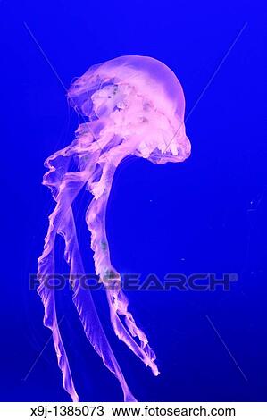 Jellyfish View Large Photo Image Stock Image - Jellyfish. Fotosearch