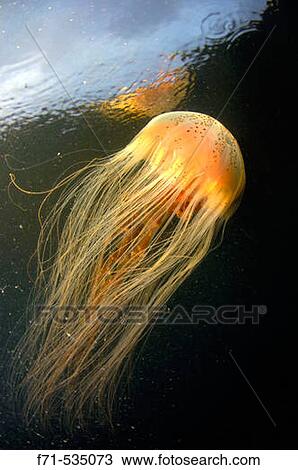 Jellyfish (unidentified species). Peace Haven. Port Pegasus. Stewart Island. South Pacific Ocean. View Large Photo Image Stock Image - Jellyfish (unidentified species). Peace Haven. Port Pegasus. Stewart Island. South Pacific Ocean.. Fotosearch
