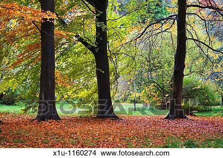 Jennys Walk Thorp Perrow Arboretum Bedale Yorkshire England View Large Photo Image Picture - Jennys Walk Thorp Perrow Arboretum Bedale Yorkshire England. Fotosearch