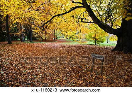 Jennys Walk Thorp Perrow Arboretum Bedale Yorkshire England View Large Photo Image Stock Image - Jennys Walk Thorp Perrow Arboretum Bedale Yorkshire England. Fotosearch