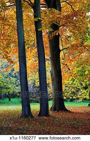 Jennys Walk Thorp Perrow Arboretum Bedale Yorkshire England View Large Photo Image Stock Photo - Jennys Walk Thorp Perrow Arboretum Bedale Yorkshire England. Fotosearch