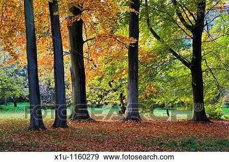 Jennys Walk Thorp Perrow Arboretum Bedale Yorkshire England View Large Photo Image Stock Photo - Jennys Walk Thorp Perrow Arboretum Bedale Yorkshire England. Fotosearch