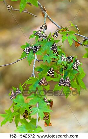 JERSEY TIGER MOTH Euplagia quadripunctaria, the Petaloudes valley, Rhodes island, Greece, Europe. View Large Photo Image Stock Image - JERSEY TIGER MOTH Euplagia quadripunctaria, the Petaloudes valley, Rhodes island, Greece, Europe.. Fotosearch