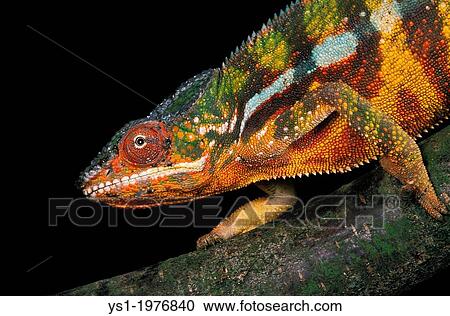 Jewelled Chameleon or Carpet Chameleon, furcifer lateralis, Adult standing on Branch. View Large Photo Image Stock Image - Jewelled Chameleon or Carpet Chameleon, furcifer lateralis, Adult standing on Branch.. Fotosearch