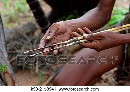 Jo/? hoansi San man showing the arrows containing a sharp and poisonous head, Namibia, Africa. View Large Photo Image Stock Image - Jo/? hoansi San man showing the arrows containing a sharp and poisonous head, Namibia, Africa.. Fotosearch