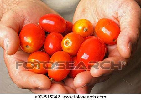 Jocote or jobo rojo (Spondias purpurea). Tropical fruit, similar to prunes. View Large Photo Image Stock Image - Jocote or jobo rojo (Spondias purpurea). Tropical fruit, similar to prunes.. Fotosearch