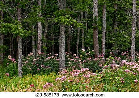 Joe-Pye weed colony (Eupatorium maculatum) in wetland with ash tree trunks. Walden. Ontario View Large Photo Image Stock Photo - Joe-Pye weed colony (Eupatorium maculatum) in wetland with ash tree trunks. Walden. Ontario. Fotosearch