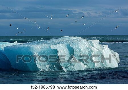 Jokulsarlon beach, Vatnatjokull glacier, Southern Iceland, Iceland, Europe. View Large Photo Image Stock Photo - Jokulsarlon beach, Vatnatjokull glacier, Southern Iceland, Iceland, Europe.. Fotosearch