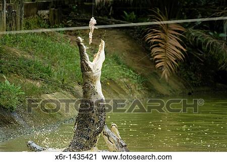 Stock Image - Jong's Crocodile Farm, Kuching Sarawak. Fotosearch