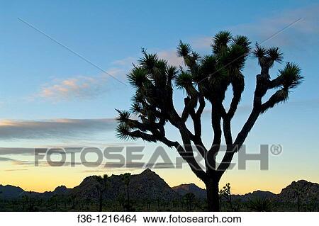 Joshua tree at sunset, near Quail Springs, Joshua Tree National Park, California View Large Photo Image Picture - Joshua tree at sunset, near Quail Springs, Joshua Tree National Park, California. Fotosearch