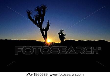 Stock Photo - Joshua Tree, Joshua Trees silhouetted during sunset near Hidden Valley at Joshua Tree National Park in southern California.. Fotosearch