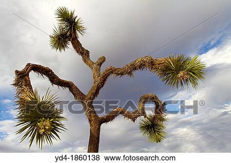 Joshua Tree Yucca brevifolia, Mojave Desert, Joshua Tree National Park, California, USA View Large Photo Image Stock Photo - Joshua Tree Yucca brevifolia, Mojave Desert, Joshua Tree National Park, California, USA. Fotosearch
