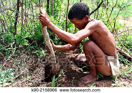 Ju/? hoansi San man digging for nutritious roots, Tsumkwe, Otjozondjupa Region, Namibia, Africa. View Large Photo Image Stock Photograph - Ju/? hoansi San man digging for nutritious roots, Tsumkwe, Otjozondjupa Region, Namibia, Africa.. Fotosearch