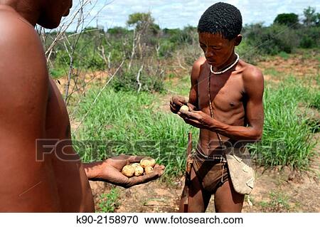 Ju/? hoansi San man holding bush potatoes. Tsumkwe, Otjozondjupa Region, Namibia, Africa. View Large Photo Image Stock Image - Ju/? hoansi San man holding bush potatoes. Tsumkwe, Otjozondjupa Region, Namibia, Africa.. Fotosearch