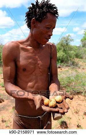 Ju/? hoansi San man holding bush potatoes. Tsumkwe, Otjozondjupa Region, Namibia, Africa. View Large Photo Image Stock Image - Ju/? hoansi San man holding bush potatoes. Tsumkwe, Otjozondjupa Region, Namibia, Africa.. Fotosearch