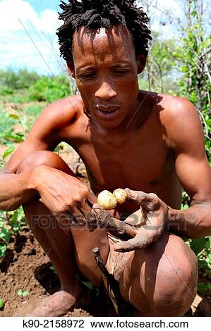 Ju/? hoansi San man holding bush potatoes. Tsumkwe, Otjozondjupa Region, Namibia, Africa. View Large Photo Image Stock Image - Ju/? hoansi San man holding bush potatoes. Tsumkwe, Otjozondjupa Region, Namibia, Africa.. Fotosearch