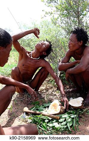 Stock Photo - Ju/? hoansi San man wringing water from the nutritious Tk? -Tk? root which is derived from the devels claw to satisfy his thurst, Tsumkwe, Otjozondjupa Region, Namibia, Africa.. Fotosearch