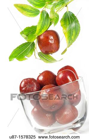 Stock Photography - Jujube Ziziphus jujuba. Fotosearch