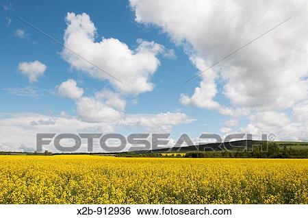 July 2009, Hulunbeir, Inner Mongolia, China Rapeseed field View Large Photo Image Stock Photograph - July 2009, Hulunbeir, Inner Mongolia, China Rapeseed field. Fotosearch