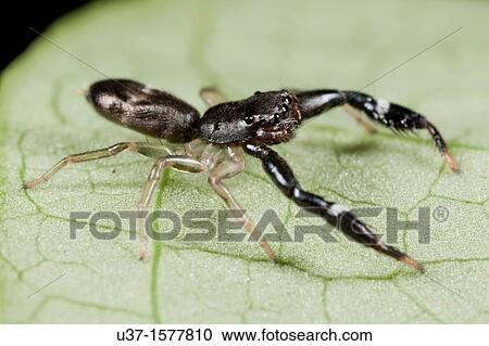 Jumping spider found at Kampung Skudup, Sarawak, Borneo View Large Photo Image Stock Image - Jumping spider found at Kampung Skudup, Sarawak, Borneo. Fotosearch