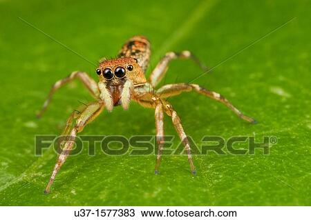 Stock Image - Jumping spider from Kampung Skudup, Sarawak, Malaysia. Fotosearch