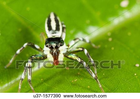Jumping spider from Kampung Skudup, Sarawak, Malaysia View Large Photo Image Stock Image - Jumping spider from Kampung Skudup, Sarawak, Malaysia. Fotosearch