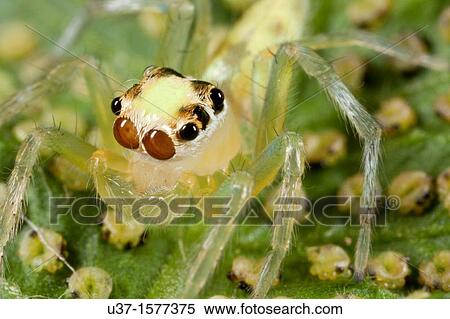 Jumping spider from Kampung Skudup, Sarawak, Malaysia View Large Photo Image Stock Photography - Jumping spider from Kampung Skudup, Sarawak, Malaysia. Fotosearch