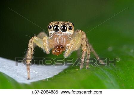 Jumping spider guarding its egg sac. Image taken at Kampung Skudup, Sarawak, Malaysia. View Large Photo Image Stock Photography - Jumping spider guarding its egg sac. Image taken at Kampung Skudup, Sarawak, Malaysia.. Fotosearch
