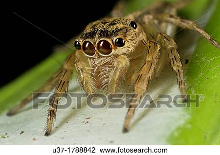 Jumping spider guiding its eggs. Image taken at Kampung Skdup, Sarawak, Malaysia. View Large Photo Image Stock Image - Jumping spider guiding its eggs. Image taken at Kampung Skdup, Sarawak, Malaysia.. Fotosearch