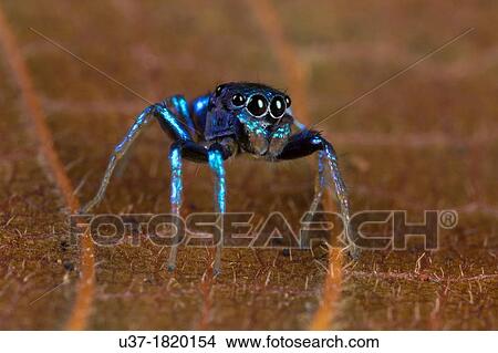 Jumping spider. Image taken at Kampung Skudup, Sarawak, Malaysia. View Large Photo Image Picture - Jumping spider. Image taken at Kampung Skudup, Sarawak, Malaysia.. Fotosearch