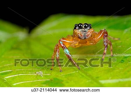 Jumping spider. Image taken at Kampung Skudup, Sarawak, Malaysia. View Large Photo Image Picture - Jumping spider. Image taken at Kampung Skudup, Sarawak, Malaysia.. Fotosearch