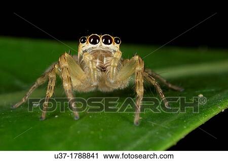 Jumping spider. Image taken at Kampung Skdup, Sarawak, Malaysia. View Large Photo Image Stock Image - Jumping spider. Image taken at Kampung Skdup, Sarawak, Malaysia.. Fotosearch