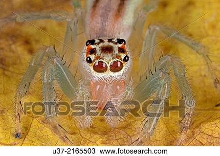 Jumping spider. Image taken at Kampung Skudup, Sarawak, Malaysia. View Large Photo Image Stock Image - Jumping spider. Image taken at Kampung Skudup, Sarawak, Malaysia.. Fotosearch