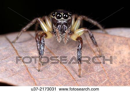 Jumping spider. Image taken at Kampung Satau, Sarawak, Malaysia. View Large Photo Image Stock Image - Jumping spider. Image taken at Kampung Satau, Sarawak, Malaysia.. Fotosearch