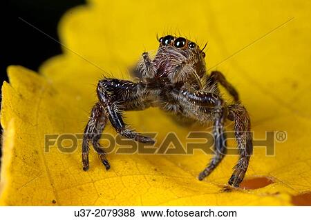 Jumping spider. Image taken at Kampung Skudup, Sarawak, Malaysia. View Large Photo Image Stock Photo - Jumping spider. Image taken at Kampung Skudup, Sarawak, Malaysia.. Fotosearch