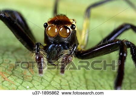 Stock Image - Jumping spider Salticidae. Image taken at Kampung Satau, Sarawak, Malaysia.. Fotosearch