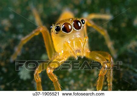 Jumping spider Salticidae. Image taken at Kampung Skudup, Sarawak, Malaysia. View Large Photo Image Stock Image - Jumping spider Salticidae. Image taken at Kampung Skudup, Sarawak, Malaysia.. Fotosearch