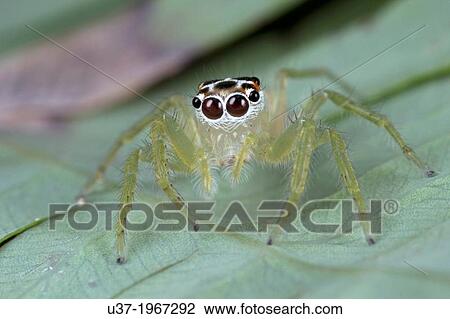 Stock Image - Jumping spider Salticidae. Image taken at Kampung Satau, Malaysia.. Fotosearch