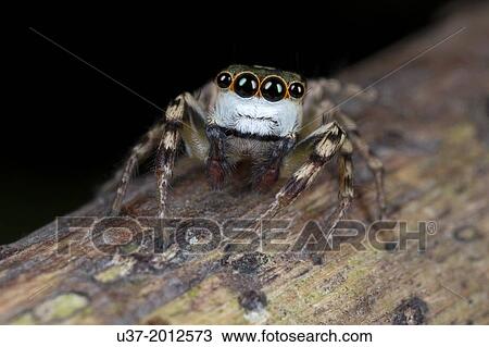 Jumping spider Salticidae. Image taken at Kampung Skudup, Malaysia. View Large Photo Image Stock Image - Jumping spider Salticidae. Image taken at Kampung Skudup, Malaysia.. Fotosearch
