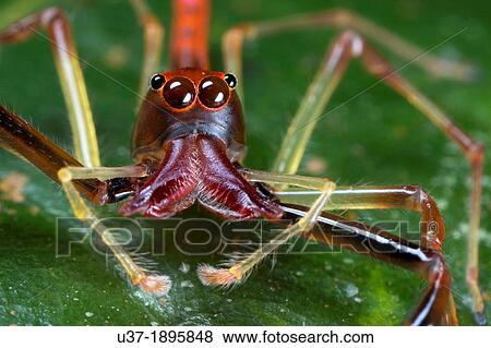 Stock Photo - Jumping spider Salticidae. Image taken at Kampung Satau, Sarawak, Malaysia.. Fotosearch