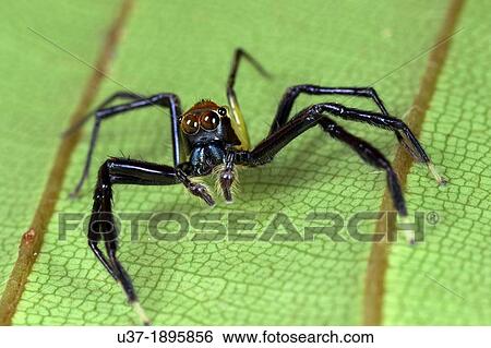 Jumping spider Salticidae. Image taken at Kampung Satau, Sarawak, Malaysia. View Large Photo Image Stock Photograph - Jumping spider Salticidae. Image taken at Kampung Satau, Sarawak, Malaysia.. Fotosearch