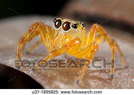 Jumping spider Salticidae. Image taken at Kampung Satau, Sarawak, Malaysia. View Large Photo Image Stock Photography - Jumping spider Salticidae. Image taken at Kampung Satau, Sarawak, Malaysia.. Fotosearch