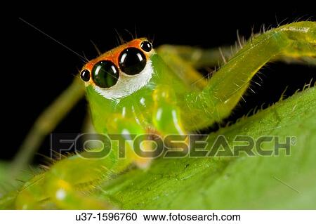 Stock Image - Jumping spider. Fotosearch