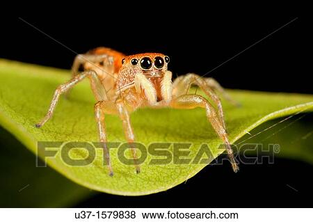Jumping spider View Large Photo Image Stock Photo - Jumping spider. Fotosearch