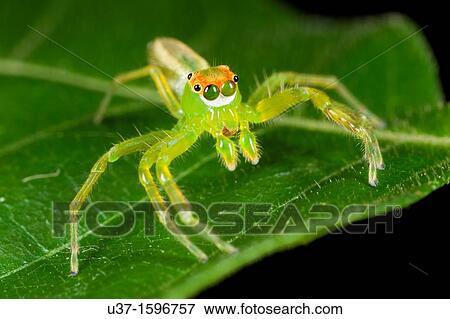 Jumping spider View Large Photo Image Stock Photo - Jumping spider. Fotosearch