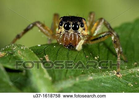 Jumping spider View Large Photo Image Stock Photo - Jumping spider. Fotosearch