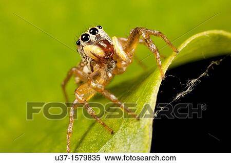 Stock Photography - Jumping spider. Fotosearch